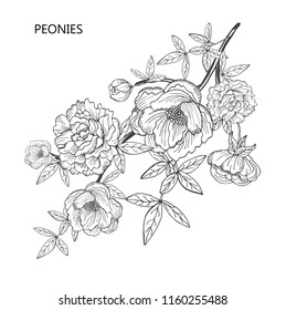 Decorative peony  flowers, design elements. Can be used for cards, invitations, banners, posters, print design. Floral background in line art style