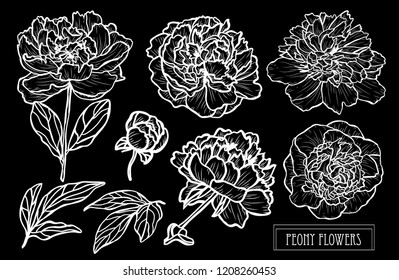 Decorative peony  flowers set, design elements. Can be used for cards, invitations, banners, posters, print design. Floral background in line art style