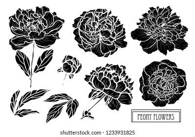 Decorative peony flowers set, design elements. Can be used for cards, invitations, banners, posters, print design. Floral background in line art style