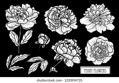 Decorative peony flowers set, design elements. Can be used for cards, invitations, banners, posters, print design. Floral background in line art style