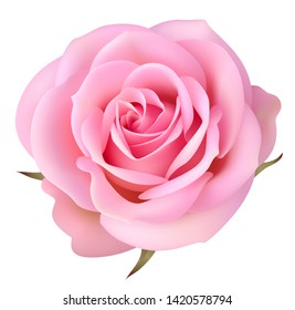Decorative pink rose isolated on white. Vector illustration. Beautiful realistic flower for holiday decoration