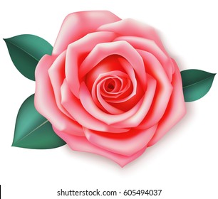 Rose Top View Images Stock Photos Vectors Shutterstock