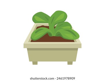 Decorative plant in square pot. Simple flat illustration in perspective view.