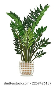 Decorative plant Zamioculcas zamiifolia. Indoor ZZ plant vector illustration