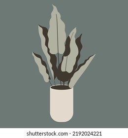 Decorative plants and beauty plants flat illustration