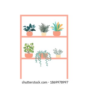 Decorative plants stand on the shelf, a vector graphics