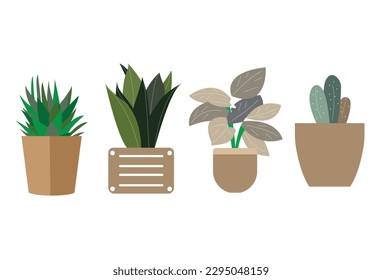 Decorative plants are plants that are primarily used for their aesthetic value in enhancing the visual appeal of indoor and outdoor spaces,Common decorative plants include succulents, ferns, flowering