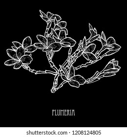 Decorative plumeria flowers, design elements. Can be used for cards, invitations, banners, posters, print design. Floral background in line art style