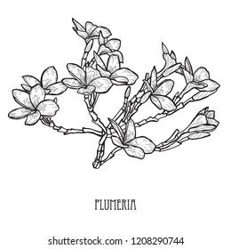 Decorative plumeria flowers, design elements. Can be used for cards, invitations, banners, posters, print design. Floral background in line art style