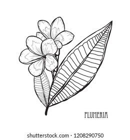 Decorative plumeria flowers, design elements. Can be used for cards, invitations, banners, posters, print design. Floral background in line art style