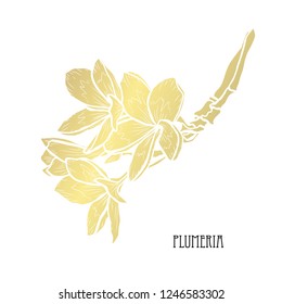Decorative plumeria  flowers, design elements. Can be used for cards, invitations, banners, posters, print design. Golden flowers