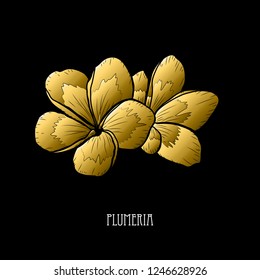 Decorative plumeria  flowers, design elements. Can be used for cards, invitations, banners, posters, print design. Golden flowers