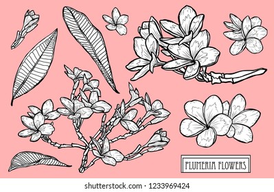 Decorative plumeria flowers set, design elements. Can be used for cards, invitations, banners, posters, print design. Floral background in line art style