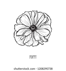 Decorative poppy  flower, design element. Can be used for cards, invitations, banners, posters, print design. Floral background in line art style