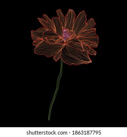 Decorative poppy  flower, design element. Can be used for cards, invitations, banners, posters, print design. Floral background in line art style