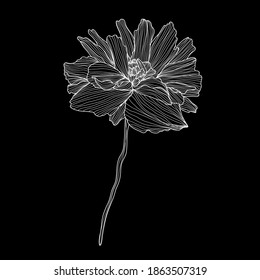 Decorative poppy  flower, design element. Can be used for cards, invitations, banners, posters, print design. Floral background in line art style