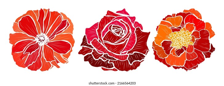 Decorative poppy, rose, marigold flowers set, design elements. Can be used for cards, invitations, banners, posters, print design. Floral background in line art style