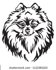 Decorative portrait of Dog Pomeranian Spitz, vector isolated illustration in black color on white background. Image for design and tattoo. 