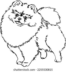 Decorative portrait of fluffy dog breed Spitz Pomeranian. Smiling cute happy puppy. Drawing by hand in vintage style. Engraving style vector isolated illustration on white background. Image for tattoo