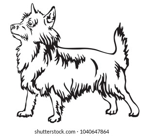 Decorative portrait of standing in profile Australian Terrier, vector isolated illustration in black color on white background