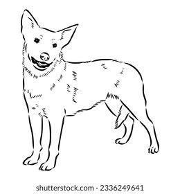 Decorative portrait of standing in profile Australian Cattle Dog, vector isolated illustration in black color on white background
