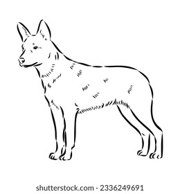 Decorative portrait of standing in profile Australian Cattle Dog, vector isolated illustration in black color on white background