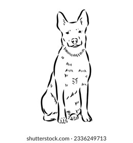 Decorative portrait of standing in profile Australian Cattle Dog, vector isolated illustration in black color on white background