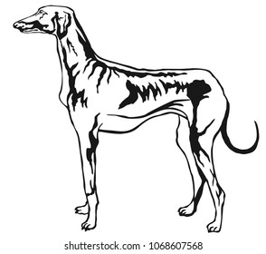 Decorative portrait of standing in profile Azawakh, vector isolated illustration in black color on white background