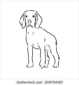 Decorative portrait of standing in profile beagle, vector isolated illustration in black color on white background