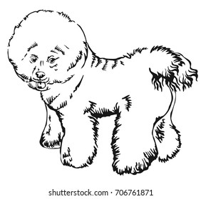 Decorative portrait of standing in profile Bichon Frise, vector isolated illustration in black color on white background