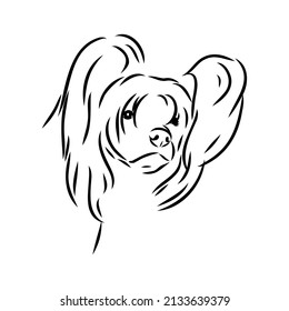 Decorative portrait of standing in profile Chinese Crested Dog, vector isolated illustration in black color on white background