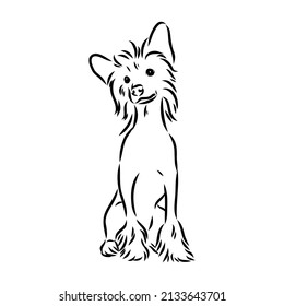 Decorative portrait of standing in profile Chinese Crested Dog, vector isolated illustration in black color on white background