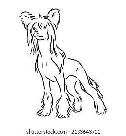 Decorative portrait of standing in profile Chinese Crested Dog, vector isolated illustration in black color on white background