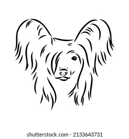 Decorative portrait of standing in profile Chinese Crested Dog, vector isolated illustration in black color on white background