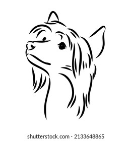Decorative portrait of standing in profile Chinese Crested Dog, vector isolated illustration in black color on white background