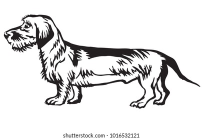 Decorative portrait of standing in profile dog  Dachshund (wire-haired), vector isolated illustration in black color on white background