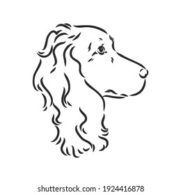 Decorative portrait of standing in profile English Springer Spaniel, vector isolated illustration in black color on white background. spaniel, vector sketch on a white background