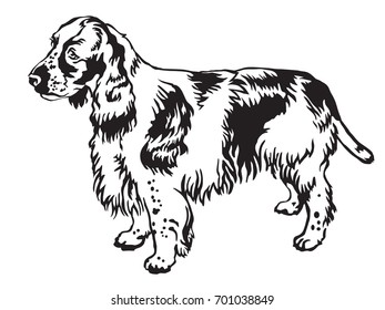Decorative portrait of standing in profile English Springer Spaniel, vector isolated illustration in black color on white background