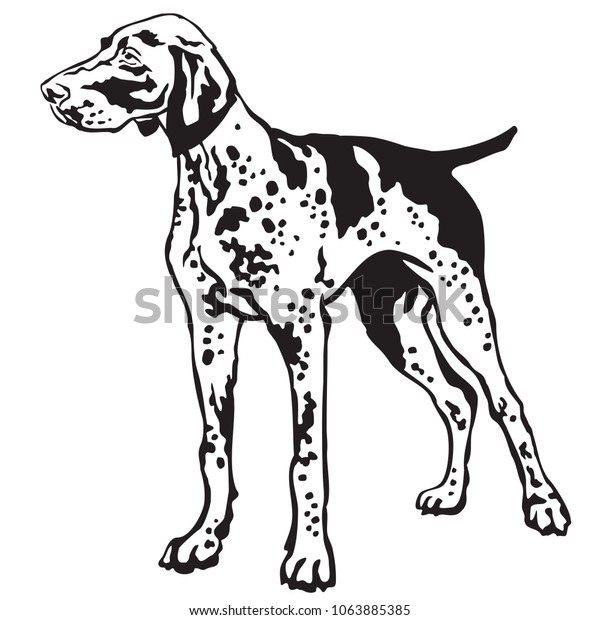 Decorative Portrait Standing Profile German Shorthaired Stock