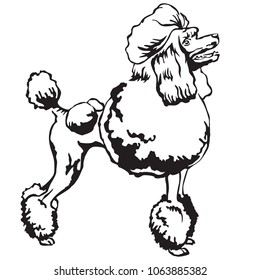 Decorative portrait of standing in profile Poodle, vector isolated illustration in black color on white background