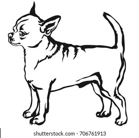 Short Hair Chihuahua Images Stock Photos Vectors Shutterstock