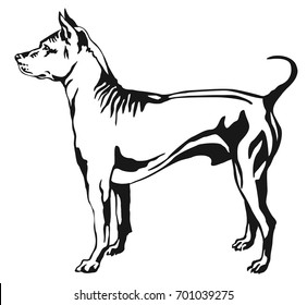 Decorative portrait of standing in profile Thai Ridgeback, vector isolated illustration in black color on white background