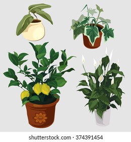 Decorative potted plants for the house and office isolated on gray background. Cartoon vector close-up illustration.