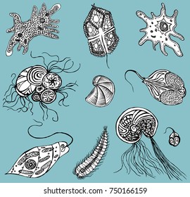 decorative protozoa and amoebas