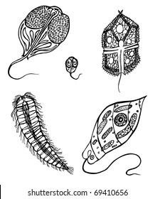 Decorative protozoa. Each image on it's own layer.