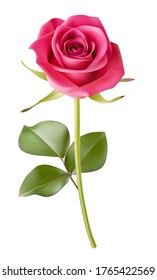 Decorative realistic pink rose with green leaves isolated on white. Vector illustration