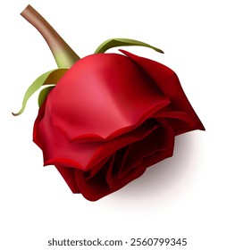 Decorative realistic red rose isolated on white. Design element for Valentines' day or wedding day. Beautiful red flower bud. Vector stock illustration.