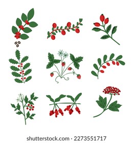 Decorative red vector berries set