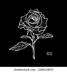 Decorative rose flower, design element. Can be used for cards, invitations, banners, posters, print design. Floral background in line art style