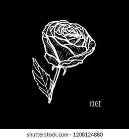 Decorative rose flower, design element. Can be used for cards, invitations, banners, posters, print design. Floral background in line art style